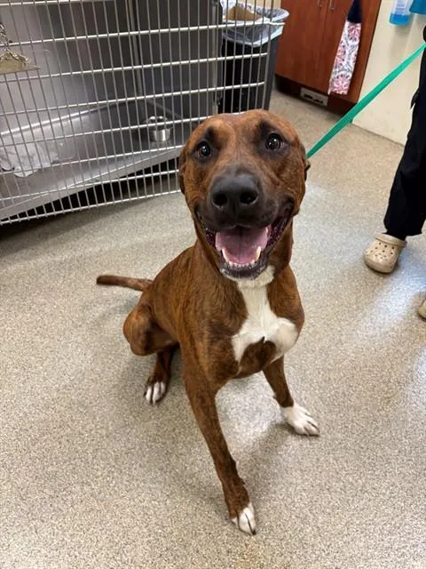 A young large-sized male Plott Hound dog named Charlie for adoption in Fort Myers, FL