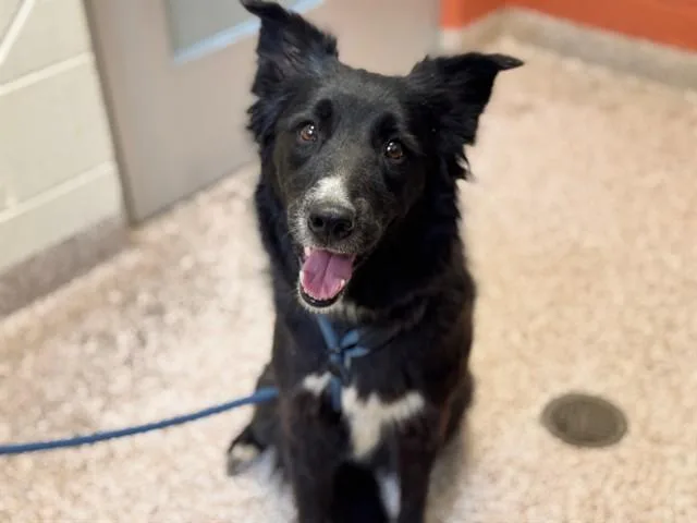 An adult medium-sized female Border Collie dog named Juliet for adoption in Pueblo, CO