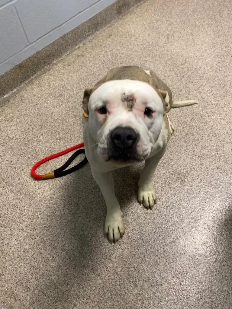 A young medium-sized male Pit Bull Terrier dog named Wuzzle for adoption in Troy, OH