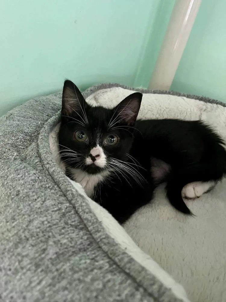 A baby medium-sized female Black & White / Tuxedo Domestic Short Hair cat named Playdoh for adoption in Emerald Isle, NC