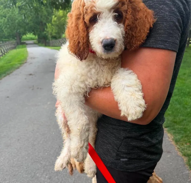 A baby medium-sized female Golden Retriever dog named Grilled Cheese for adoption in Havertown, PA