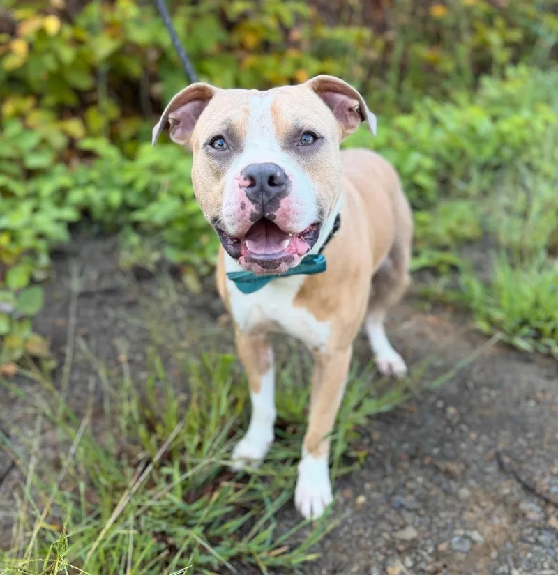 A baby large-sized male Mixed Breed dog named Kawlijah for adoption in Ellijay, GA