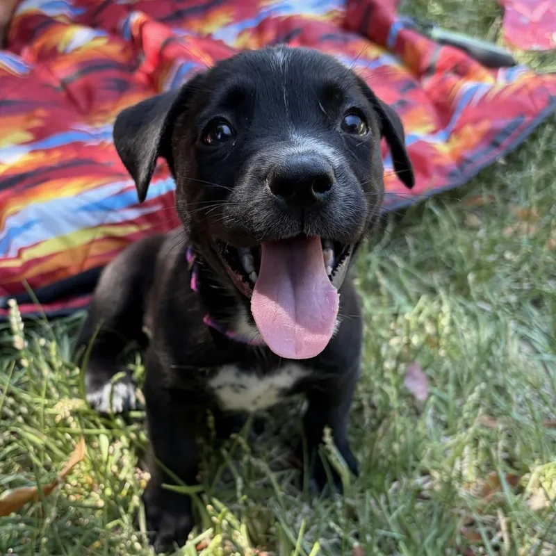Mocha