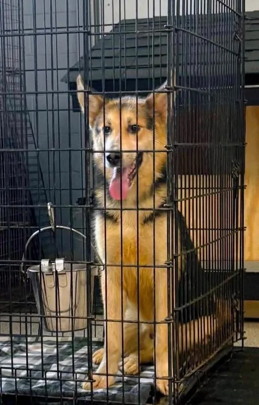 A baby large-sized male Black German Shepherd Dog dog named Nox for adoption in Georgetown, OH