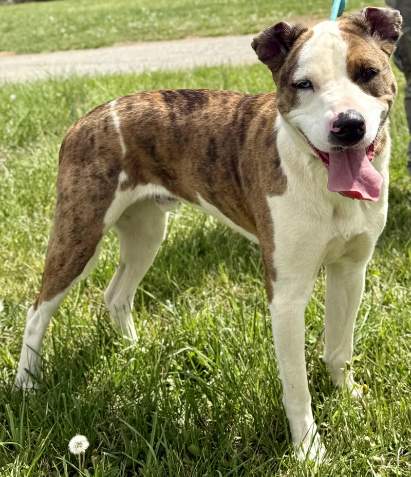 A young large-sized male Bicolor Catahoula Leopard Dog dog named Sacko for adoption in Sparta, NC