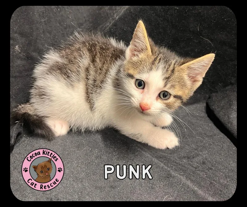 A baby small-sized male Domestic Short Hair cat named Punk for adoption in Hershey, PA