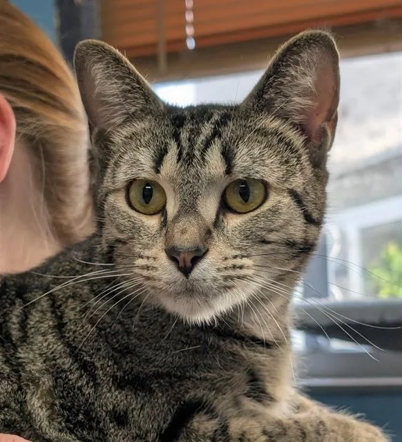A young medium-sized female Domestic Short Hair cat named Maxi for adoption in Canfield, OH