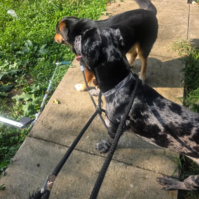 A young medium-sized male Catahoula Leopard Dog dog named Sarge for adoption in Danville, VT