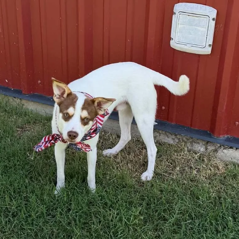 A young small-sized male Apricot / Beige Terrier dog named Talty for adoption in Kaufman, TX