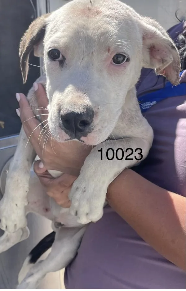 A baby medium-sized male Pit Bull Terrier dog named Marcel for adoption in Victorville, CA