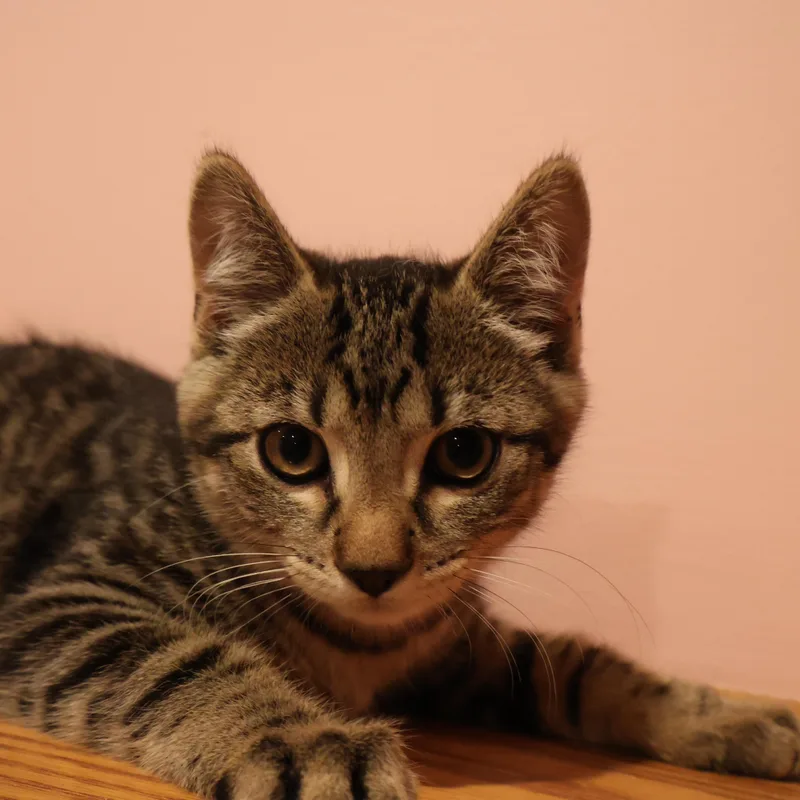 A baby medium-sized female Tabby (Tiger Striped) Domestic Short Hair cat named Mocha for adoption in Westbrook, CT