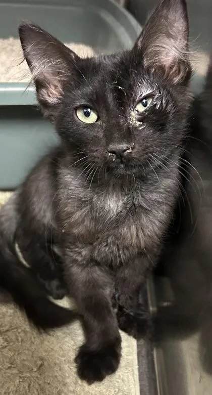 A young small-sized male Domestic Long Hair cat named Lemon Meringue for adoption in Phoenix, AZ