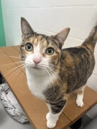 An adult small-sized female Domestic Short Hair cat named Jaxx for adoption in Largo, FL