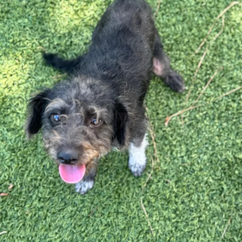 A young small-sized female Black Poodle dog named Millie City Of Industry for adoption in Chino Hills, CA