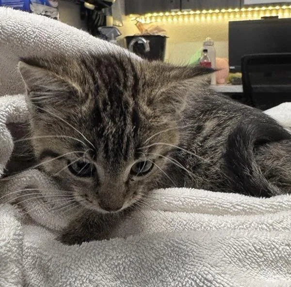 A baby small-sized female Domestic Short Hair cat named Abby Cadaddy for adoption in Escondido, CA