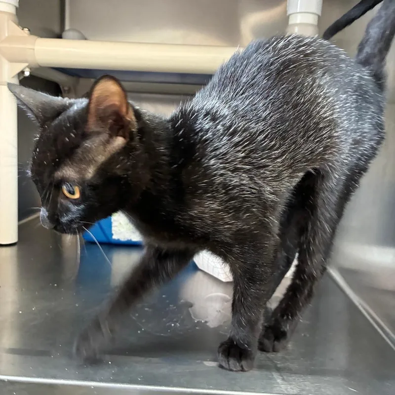 A baby small-sized female Black Domestic Short Hair cat named Dolly Dream More for adoption in Carencro, LA