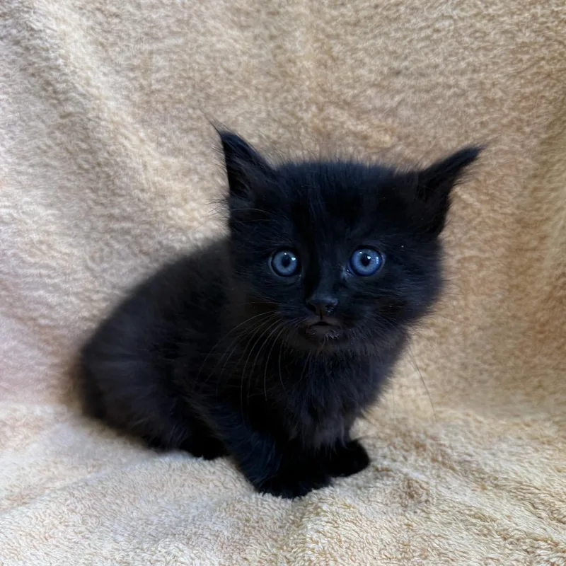 A baby small-sized male Black Domestic Medium Hair cat named Blackboard for adoption in Los Angeles, CA