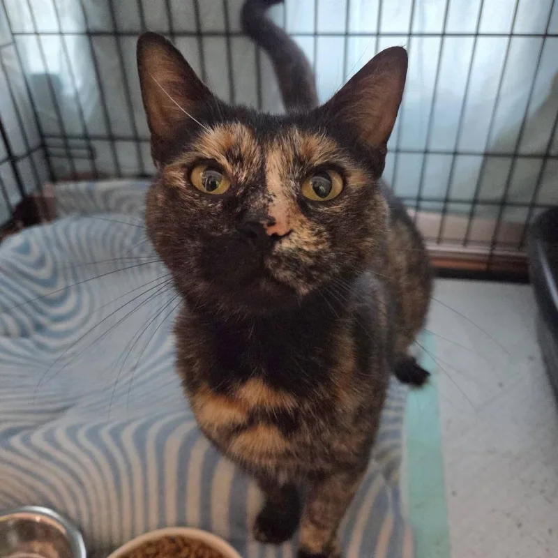 An adult small-sized female Tortoiseshell Domestic Short Hair cat named Sadie for adoption in Reisterstown, MD