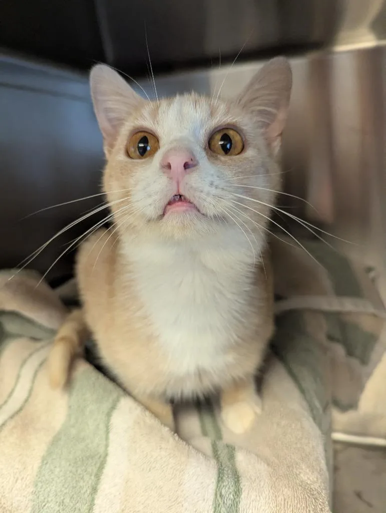 A young small-sized male Domestic Short Hair cat named Carl for adoption in Barron, WI