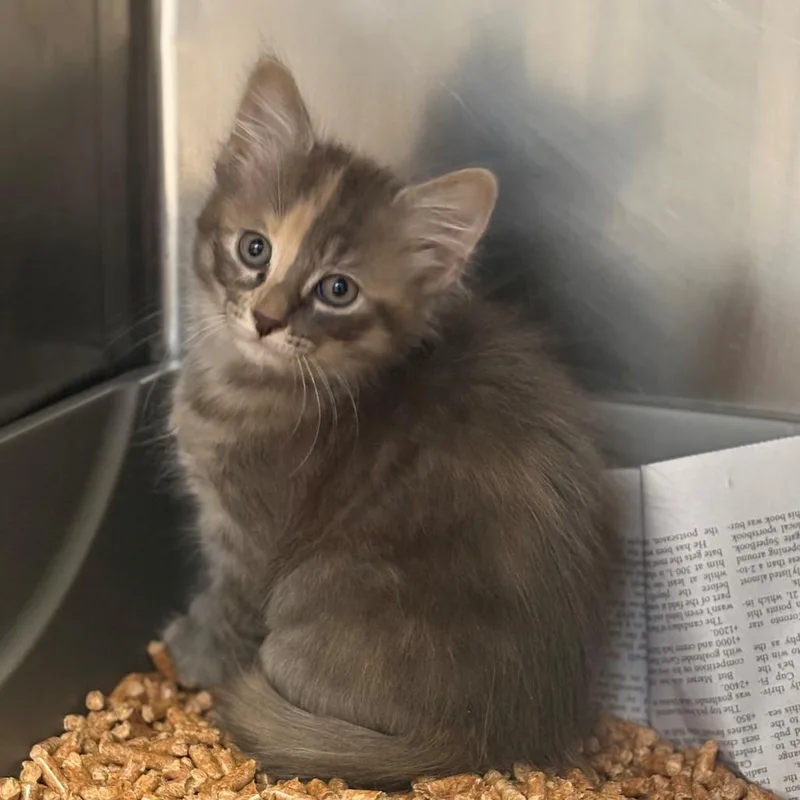 A baby small-sized female Gray / Blue / Silver Domestic Short Hair cat named Rosie for adoption in Chehalis, WA