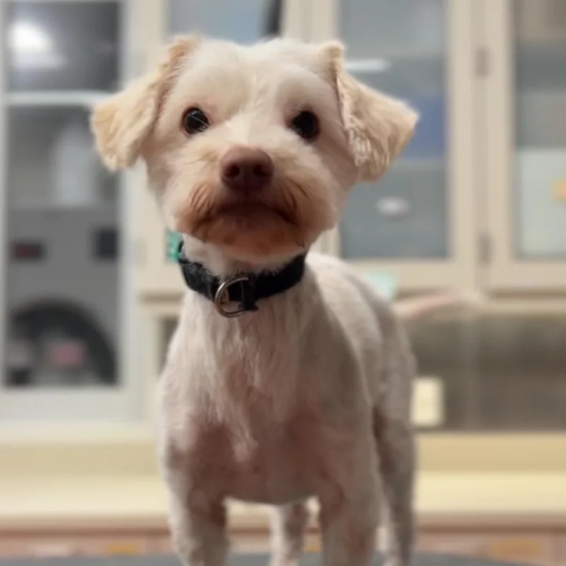 An adult small-sized female White / Cream Mixed Breed dog named Sayla for adoption in Playa Vista, CA