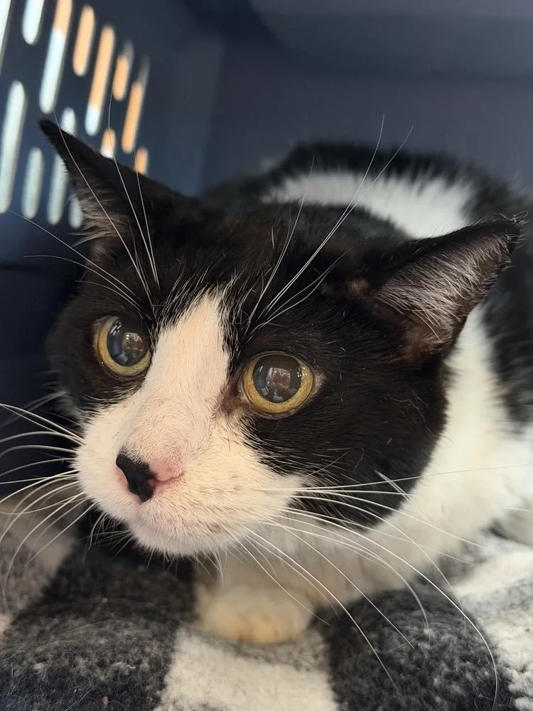 An adult medium-sized female Domestic Short Hair cat named Tuxie copy for adoption in Chicago, IL
