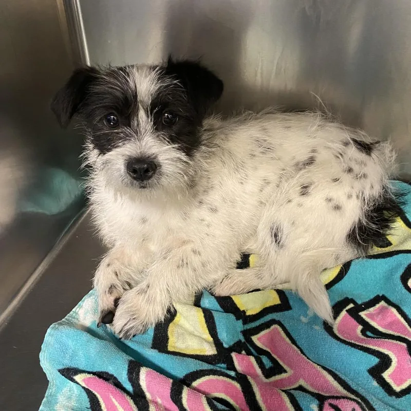 A young small-sized female Mixed Breed dog named Denver for adoption in Memphis, TN