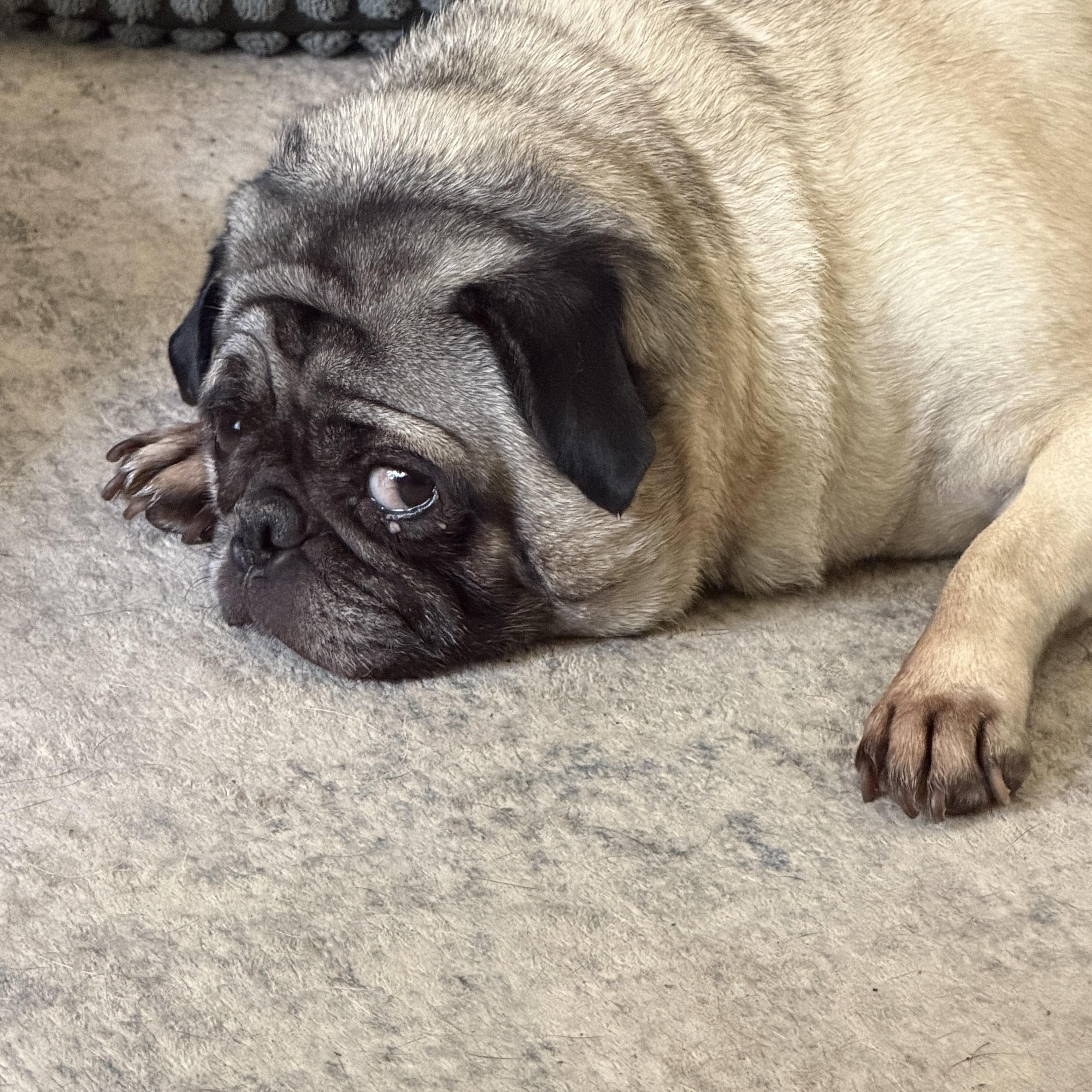 An adult small-sized female Yellow / Tan / Blond / Fawn Pug dog named Phoebe for adoption in Grosse Pointe Park, MI