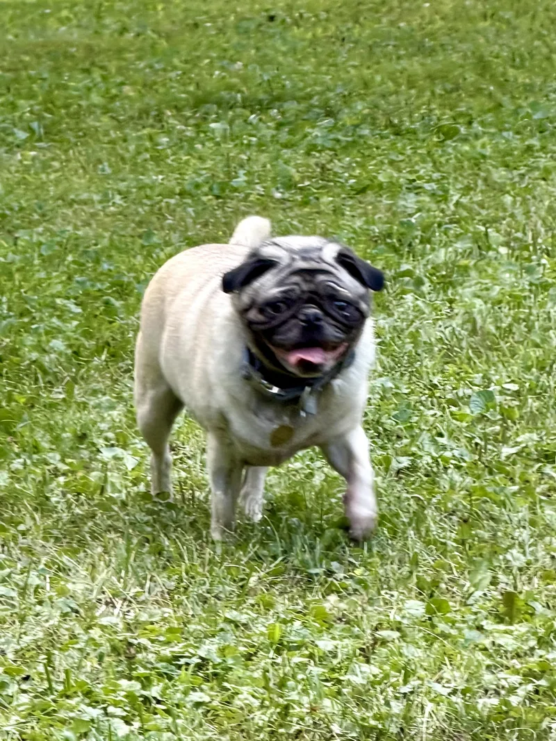 Phoebe thumbnail 4