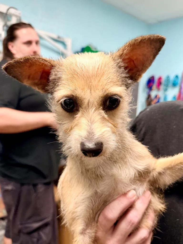 A young small-sized female Chihuahua dog named Camryn for adoption in Cape Coral, FL