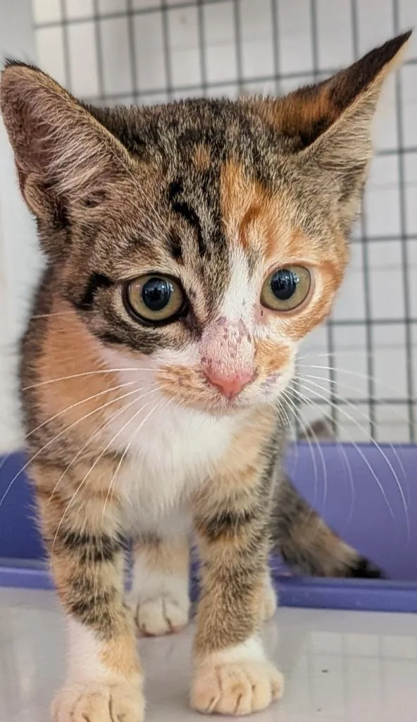A baby small-sized female Calico cat named Confetti for adoption in St. Augustine, FL