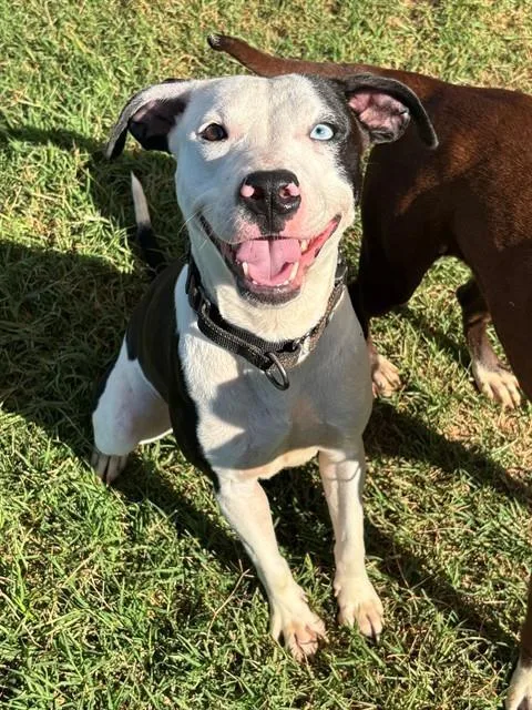 A young medium-sized female American Staffordshire Terrier dog named Seaberry Delight for adoption in York, SC
