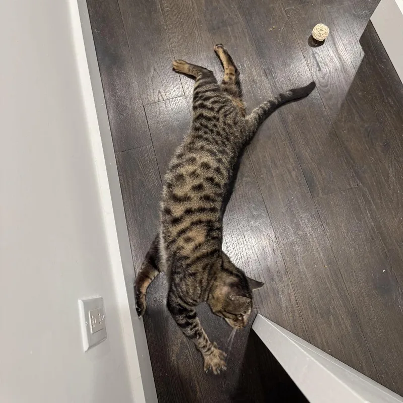 An adult medium-sized male Brown / Chocolate Domestic Short Hair cat named Toby for adoption in Middle Village, NY