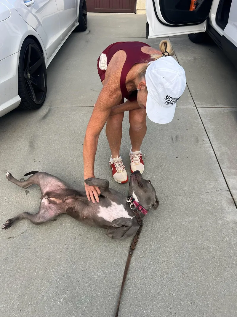 A young medium-sized female Staffordshire Bull Terrier dog named Dior for adoption in santa monica, CA