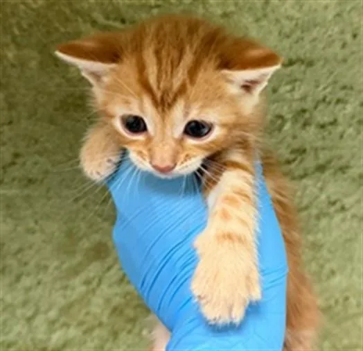 A baby small-sized male Domestic Short Hair cat named Leo for adoption in Riverside, CA