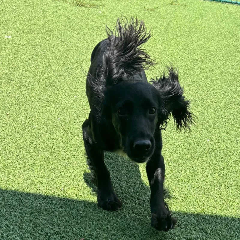 An adult medium-sized female Black English Cocker Spaniel dog named Sassy for adoption in LOXAHATCHEE, FL
