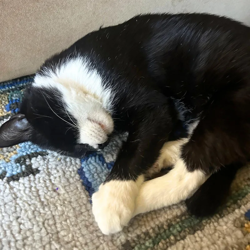 An adult medium-sized male Black & White / Tuxedo Domestic Short Hair cat named Cypress Pine for adoption in Brooklyn, NY