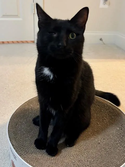 Leo  The Oneeyed thumbnail 2