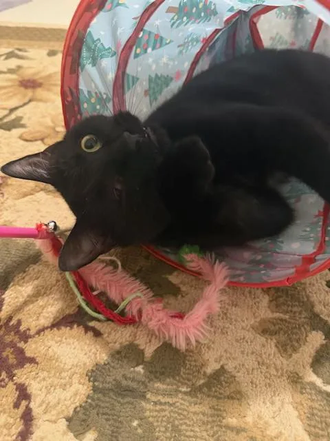 Leo  The Oneeyed thumbnail 3