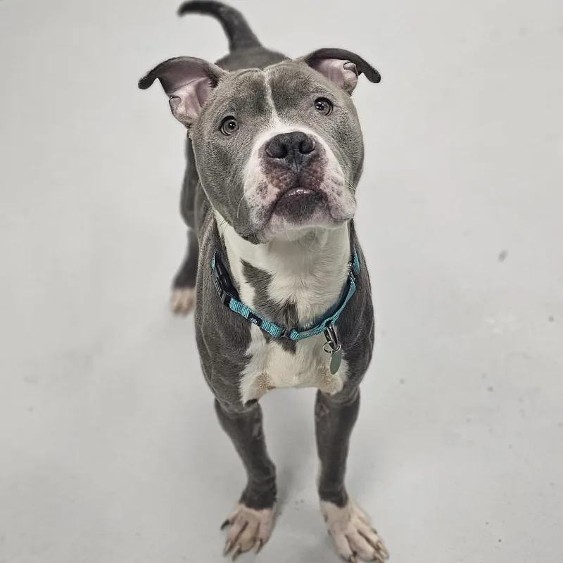 A young medium-sized male Gray / Blue / Silver Pit Bull Terrier dog named Cash ~ Coming Soon!!! for adoption in Chicago, IL
