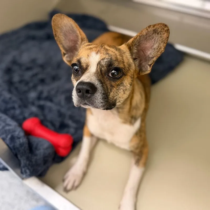 A young small-sized male Brown / Chocolate Mixed Breed dog named Dante for adoption in Sarasota, FL