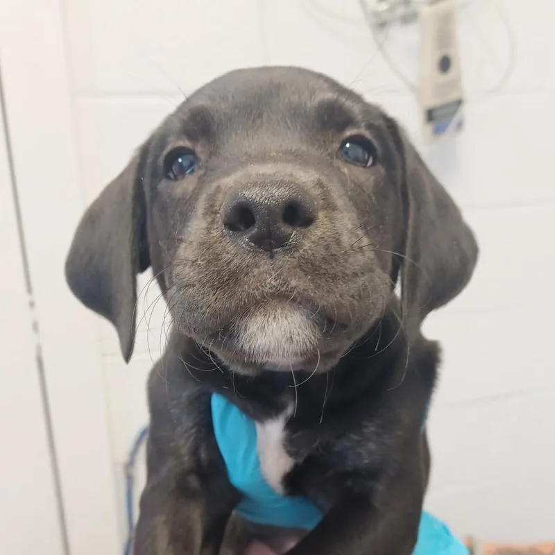 A baby small-sized male Black Labrador Retriever dog named University for adoption in Hattiesburg, MS