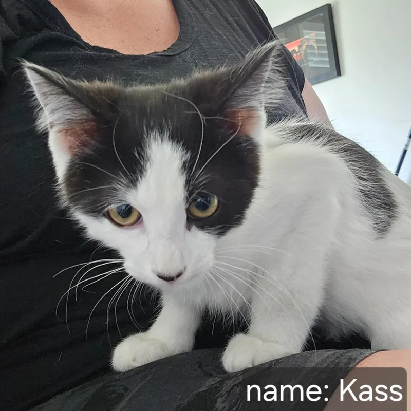 A baby small-sized male Domestic Short Hair cat named Kass Orr for adoption in Eagle Mountain, UT