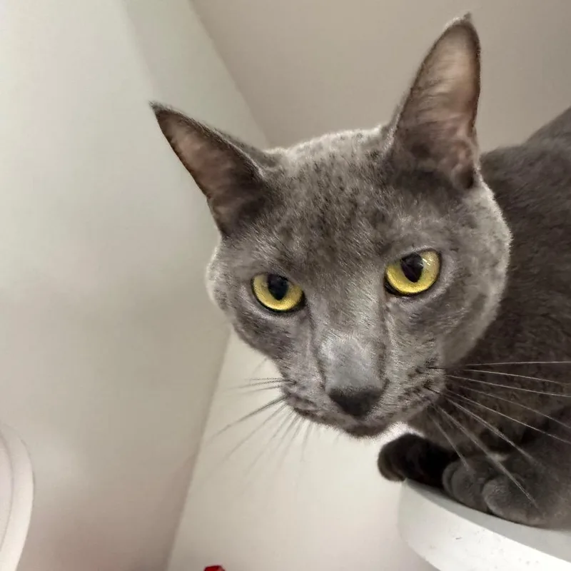 An adult large-sized male Gray / Blue / Silver Domestic Short Hair cat named Siren for adoption in Chaska, MN