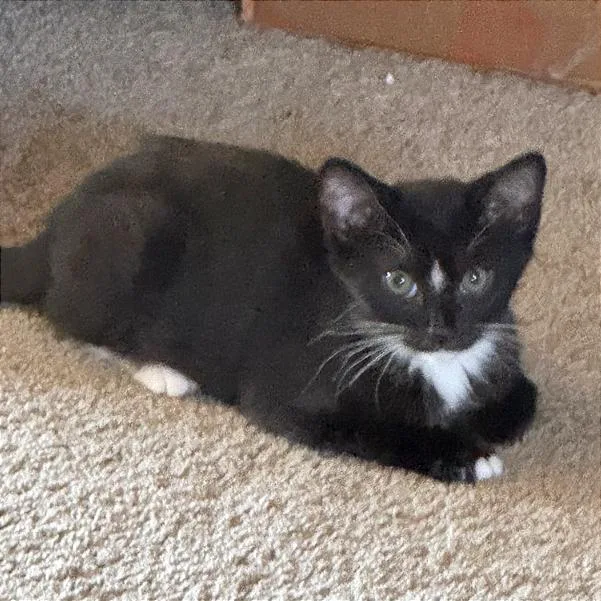 Bandit
