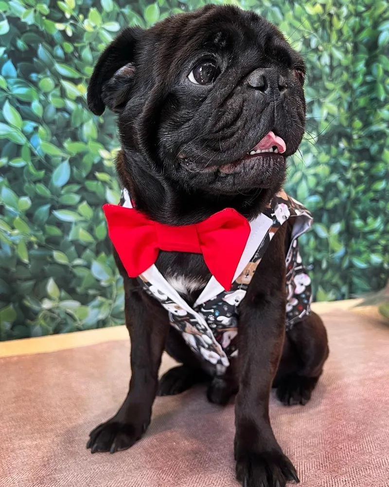 Bowtie Bonded To Buttons thumbnail 3