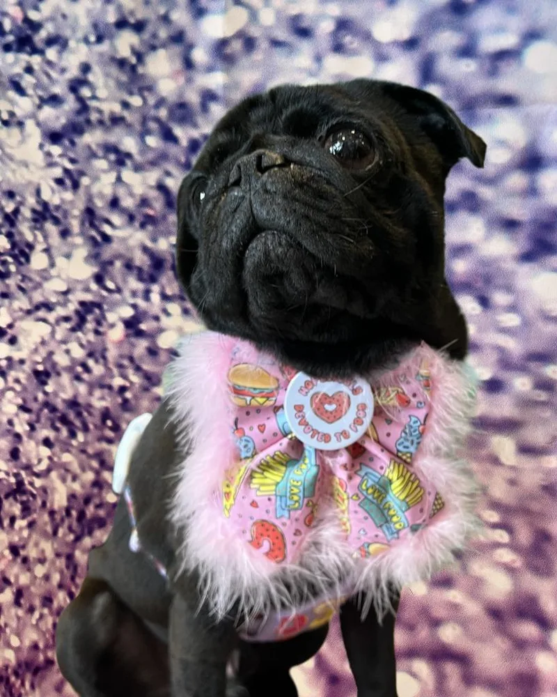 Bowtie Bonded To Buttons thumbnail 4