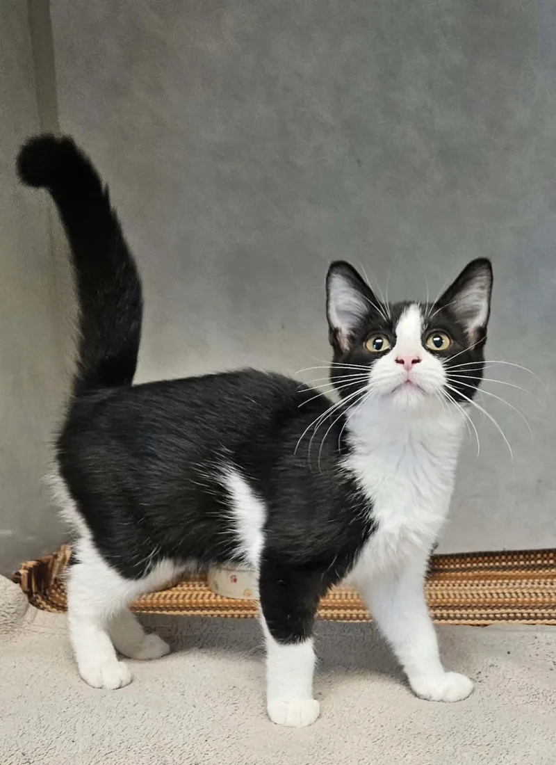 A baby medium-sized female Black & White / Tuxedo Domestic Short Hair cat named Reeses for adoption in Wapakoneta, OH