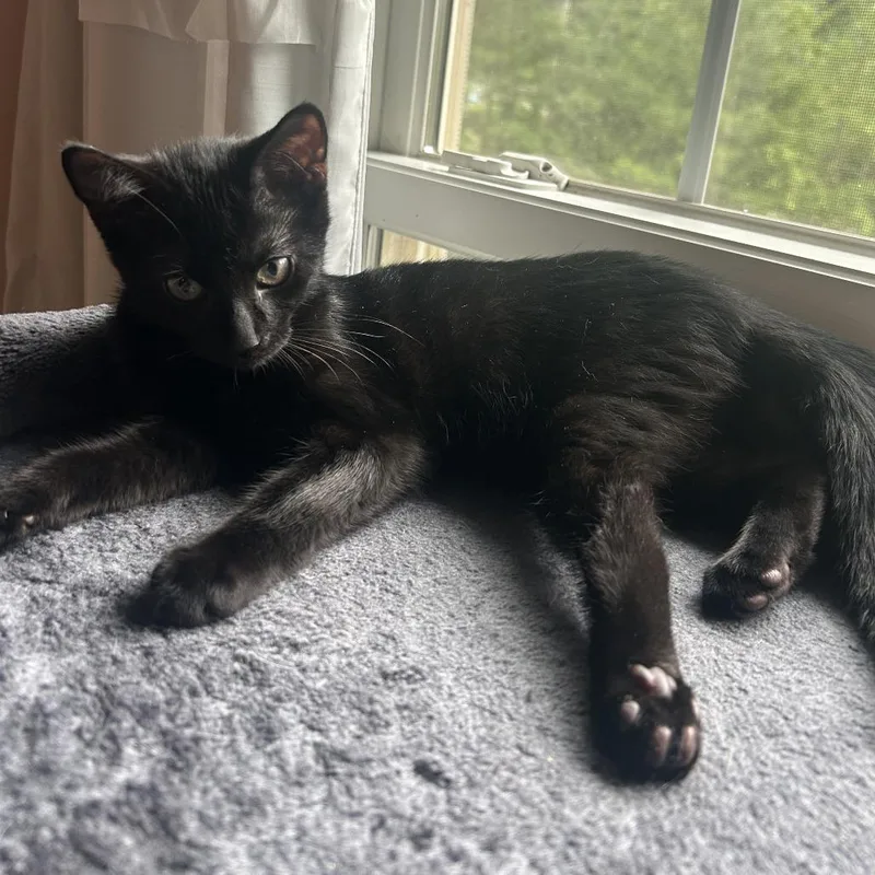 A baby small-sized female Black Domestic Short Hair cat named Ally for adoption in Hopkinton, MA