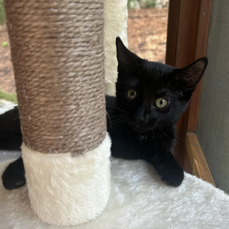 Ally thumbnail 3